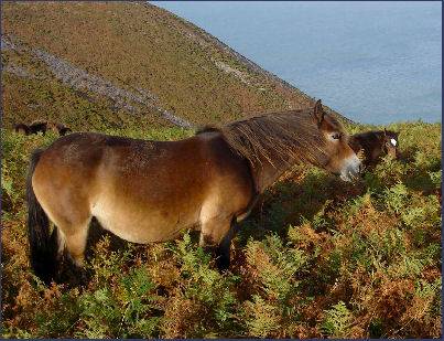 Wild Ponies, Rame Head, Cornwall