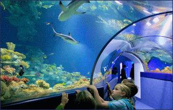 Blue Reef Aquarium, Newquay